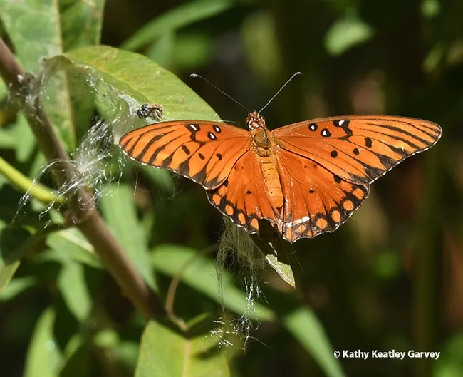 The Gulf Fritillary spreads her wings and is gone. (Photo by Kathy Keatley Garvey)