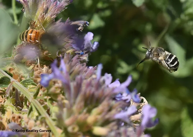 A digger bee, Anthophora urbana in flight, as it heads for another catmint blossom. (Photo by Kathy Keatley Garvey)