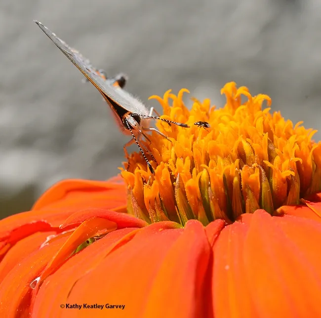 Eye to eye: the Gray Hairstreak, resembling the sail on a sailboat, eyes the photographer. Note the "companion" at its side. (Photo by Kathy Keatley Garvey)