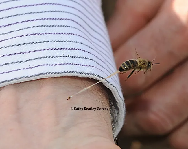 STING LIKE HYMENOPTERA--A honey bee, defending its colony, stings Extension apiculturist (now retired) Eric Mussen of UC Davis. Note the abdominal tissue as the bee is pulling away. (Photo by Kathy Keatley Garvey)
