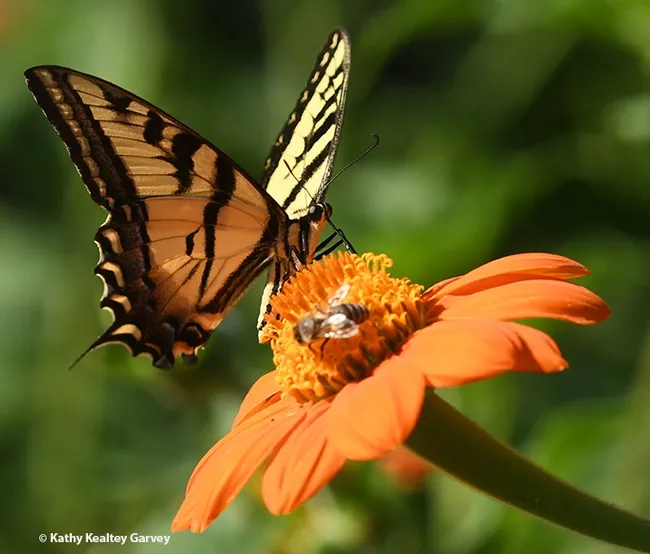 A honey bee and a butterfly, a Western tiger swallowtail sharing some nectar on a Mexican sunflower in a Vacaville pollinator garden. (Photo by Kathy Keatley Garvey)