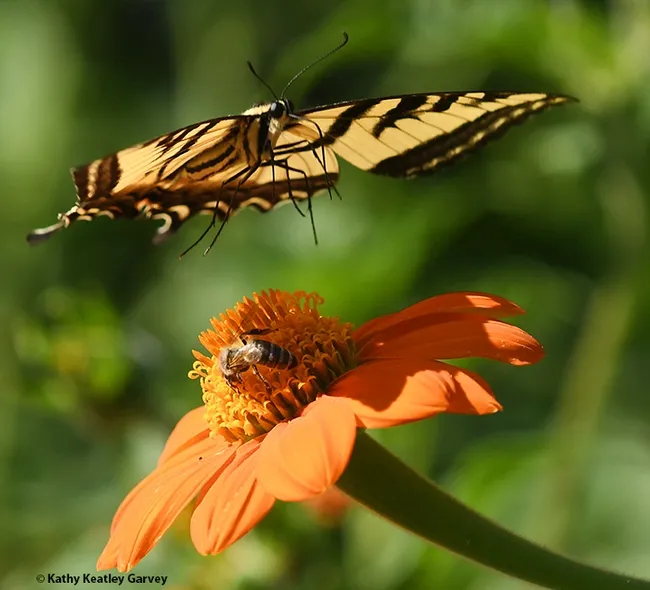 "This flower isn't big enough for both of us!" The Western tiger swallowtail lifts off, providing an umbrella—a little shade—on a triple-digit temperature day. (Photo by Kathy Keatley Garvey)