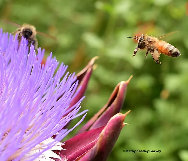 Packing white pollen, a honey bee makes a return visit to the flowering artichoke while she cleans her proboscis (tongue). (Photo by Kathy Keatley Garvey)