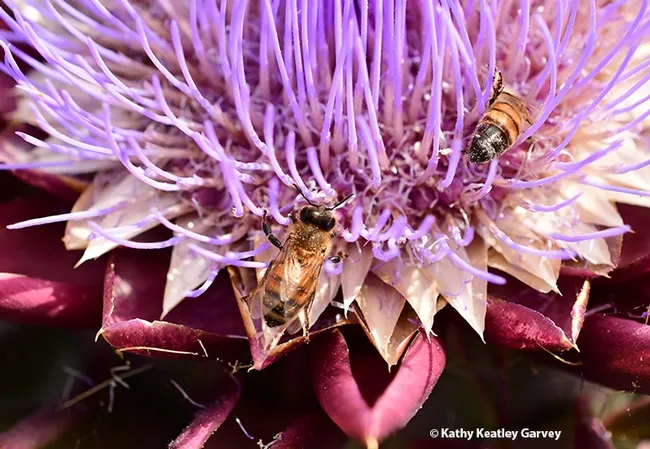 Two honey bees are dusted with pollen from the flowering artichoke. (Photo by Kathy Keatley Garvey)