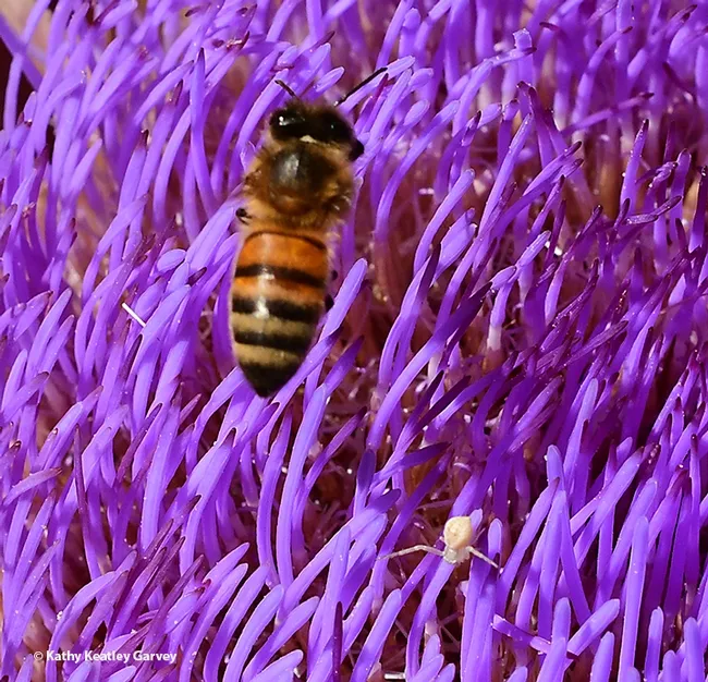 Bee-ware! A honey bee touches down--nearly on a tiny crab spider. (Photo by Kathy Keatley Garvey)