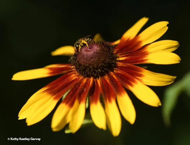 A sweat bee, Halictus ligatus, foraging on a Black-Eyed Susan in a Vacaville, Calif. pollinator garden. (Photo by Kathy Keatley Garvey)