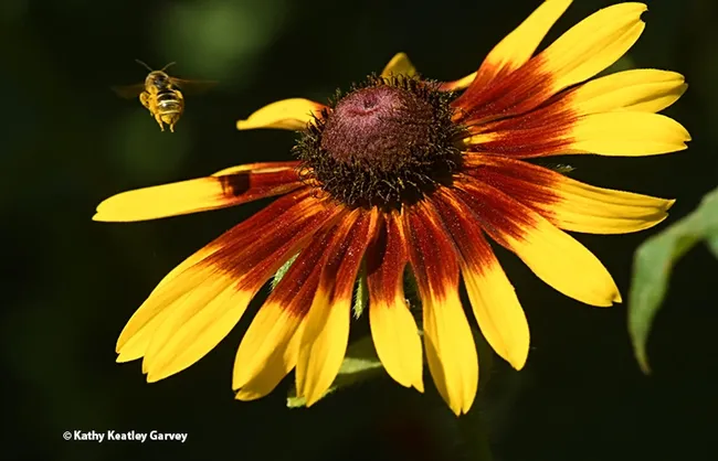 The sweat bee, Halictus ligatus, covered with pollen, takes flight. (Photo by Kathy Keatley Garvey)