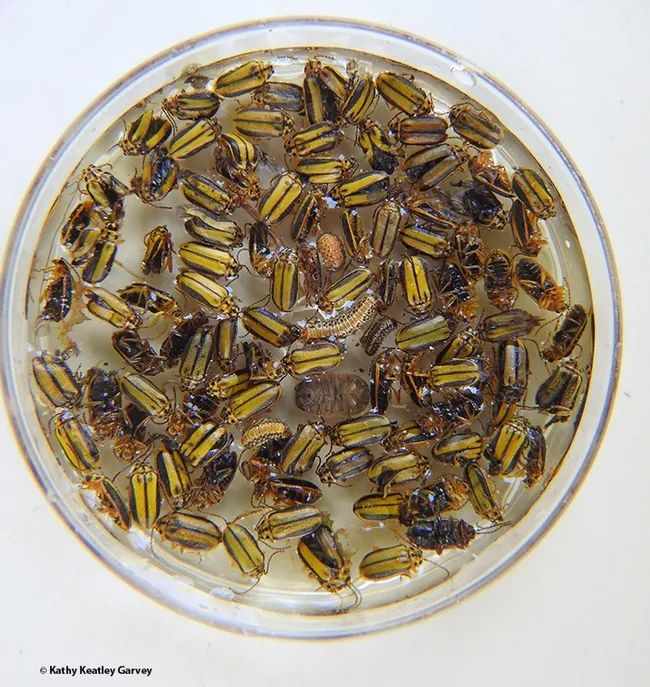 Assorted elm leaf beetles and larvae. (Photo by Kathy Keatley Garvey)