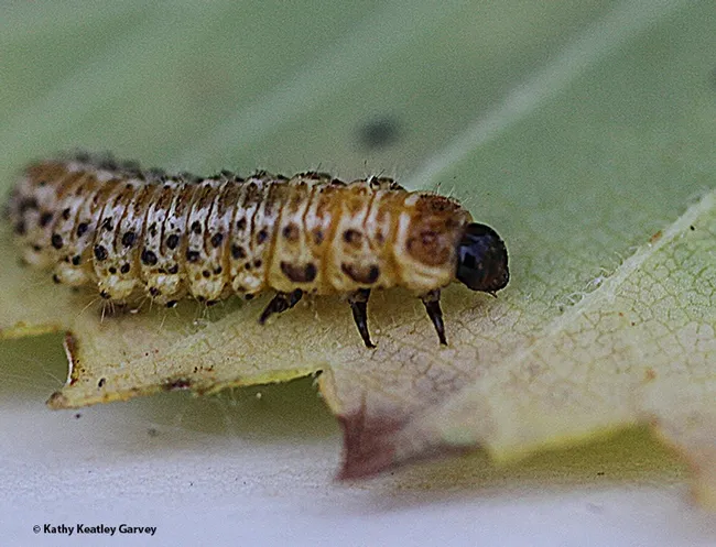 Elm leaf beetle larva or caterpillar. (Photo by Kathy Keatley Garvey)