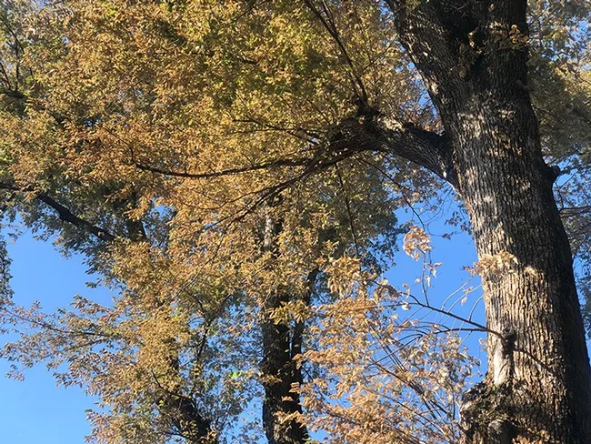 An elm tree on Buck Avenue, Vacaville, showing defoliation by the elm leaf beetle and its larvae. (Photo by Kathy Keatley Garvey)