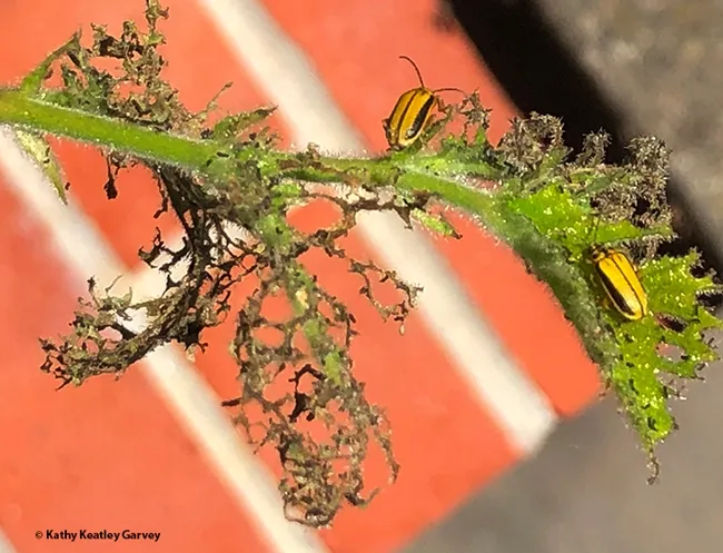 Elm leaf beetles on an elm leaf. (Photo by Kathy Keatley Garvey)
