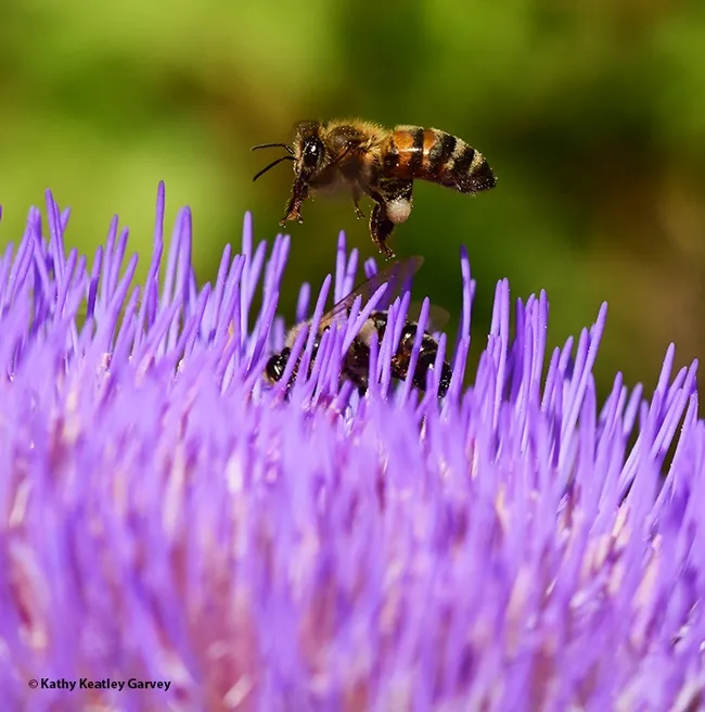 A honey bee begins cleaning her proboscis (tongue) before landing on a blossoming artichoke. (Photo by Kathy Keatley Garvey)