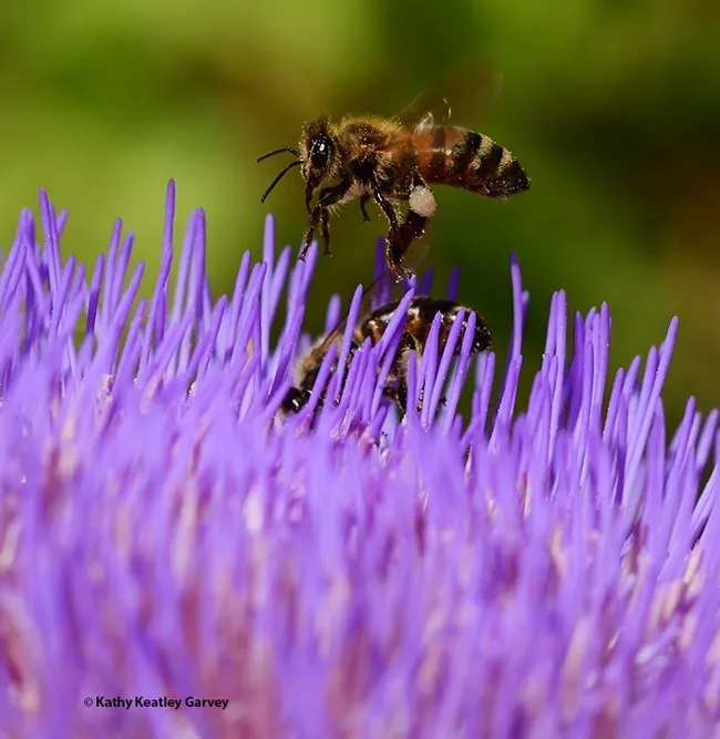 The honey bee finishes her grooming--cleaning her tongue. (Photo by Kathy Keatley Garvey)