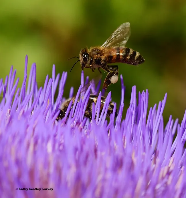 Landing interference? The honey bee spots another bee blocking her landing. (Photo by Kathy Keatley Garvey)