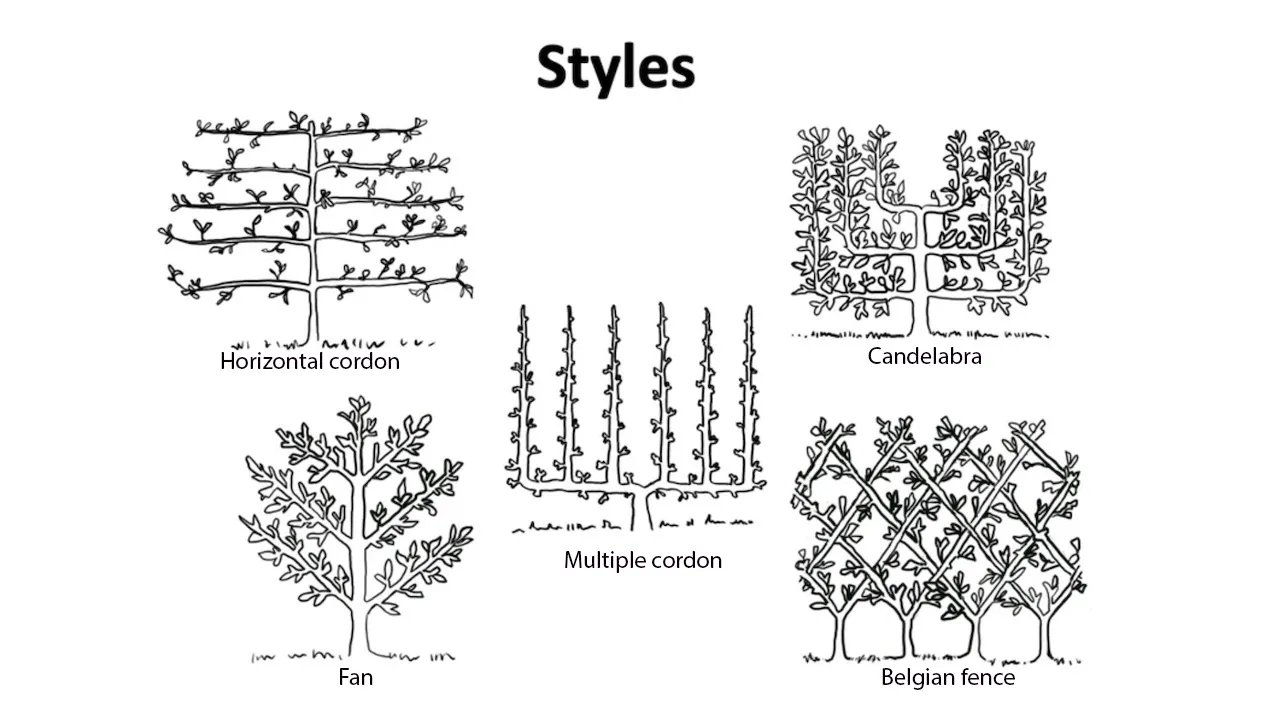 Espalier-styles