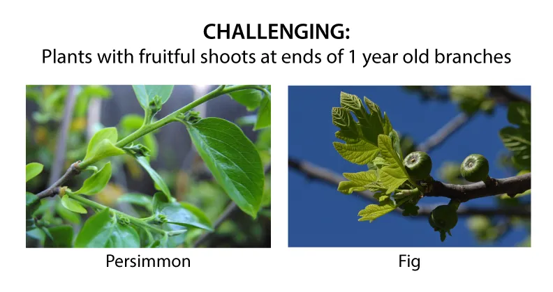 branch-end-fruiting