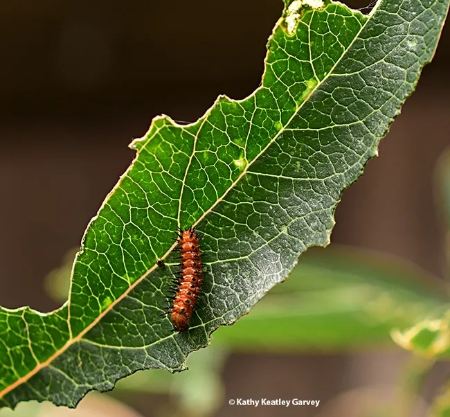 A Gulf Fritillary caterpillar on a passionflower (Passiflora) leaf. (Photo by Kathy Keatley Garvey)