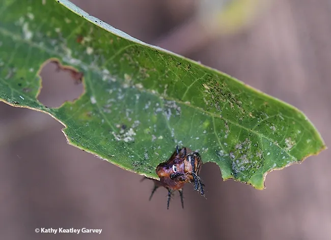 Munch, munch, munch! A Gulf Fritillary caterpillar is chomping away. (Photo by Kathy Keatley Garvey)