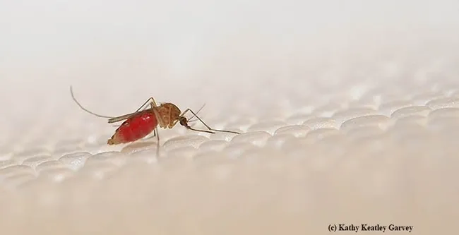 The symposium will zero in on olfaction/taste research on three species of mosquitoes, including Culex. This is Culex quinquefasciatus. (Photo by Kathy Keatley Garvey)