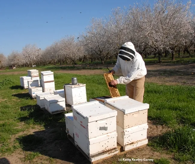 Robert E. Page Jr., maintained a UC Davis honey bee-breeding program, managed by Kim Fondrk, at the Harry H. Laidlaw Jr. Honey Bee Research Facility for 24 years. Here Fondrk checks on the UC Davis bees in a Dixon almond orchard. (Archived photo by Kathy Keatley Garvey)