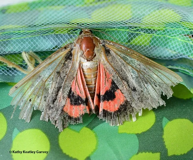 An underwing moth, maybe a Catocala amatrix, with tattered wings. (Photo by Kathy Keatley Garvey)