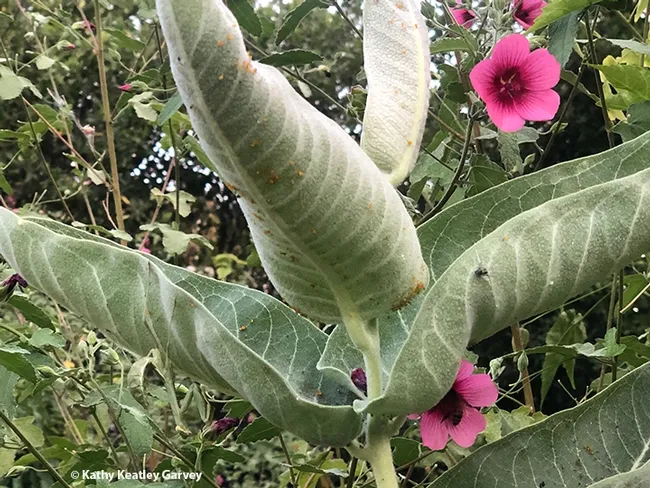 Find the praying mantis! It's on the showy milkweed, Asclepias speciosa. (Photo by Kathy Keatley Garvey)