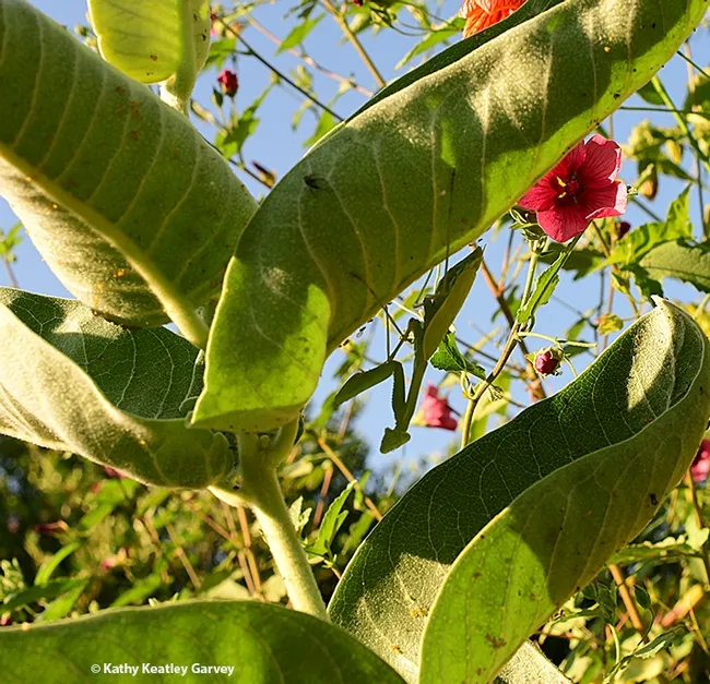 A praying mantis, Stagmomantis limbata, hanging out on a milkweed in Vacaville, Calif. after molting. (Photo by Kathy Keatley Garvey)