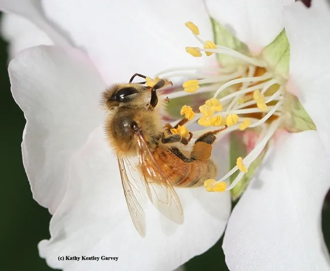 Honey bee pollinating an almond blossom. (Photo by Kathy Keatley Garvey)