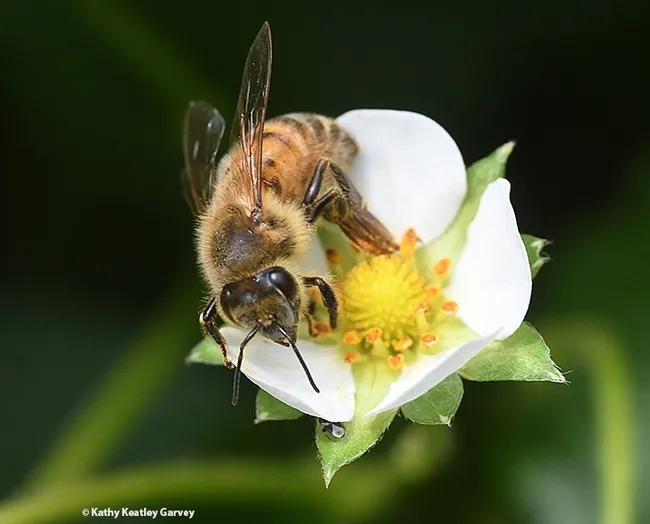 Honey bee pollinating a strawberry blossom. (Photo by Kathy Keatley Garvey)