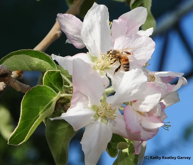 Honey bee pollinating an apple blossom. (Photo by Kathy Keatley Garvey)