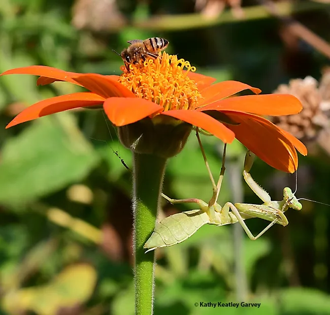 This praying mantis stops and grooms herself. Is it important to groom yourself before breakfast? (Photo by Kathy Keatley Garvey)
