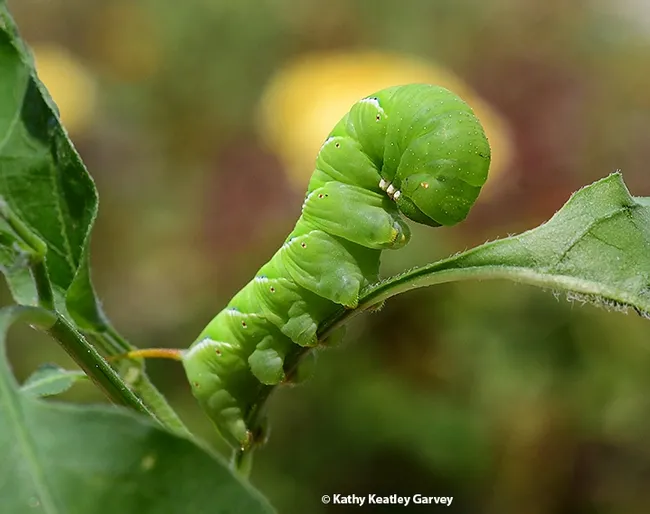 When the caterpillar or larva is disturbed, it "rears up into an Egyptian sphinx-like pose," says entomologist Jeff Smith, curator of the Lepidoptera collection at the Bohart Museum of Entomology. (Photo by Kathy Keatley Garvey)