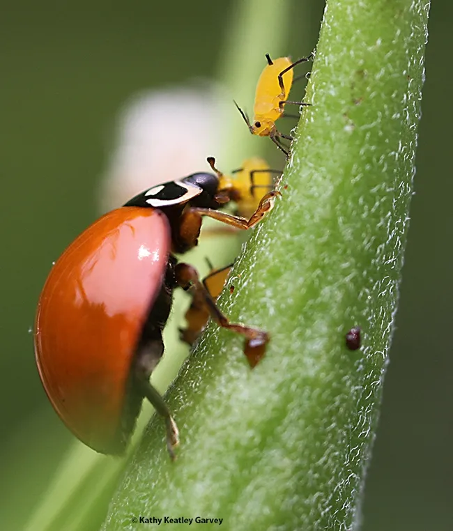 A lady beetle, aka ladybug, munches on an aphid, as another aphid looks as if it's waiting its turn to be eaten. (Photo by Kathy Keatley Garvey)