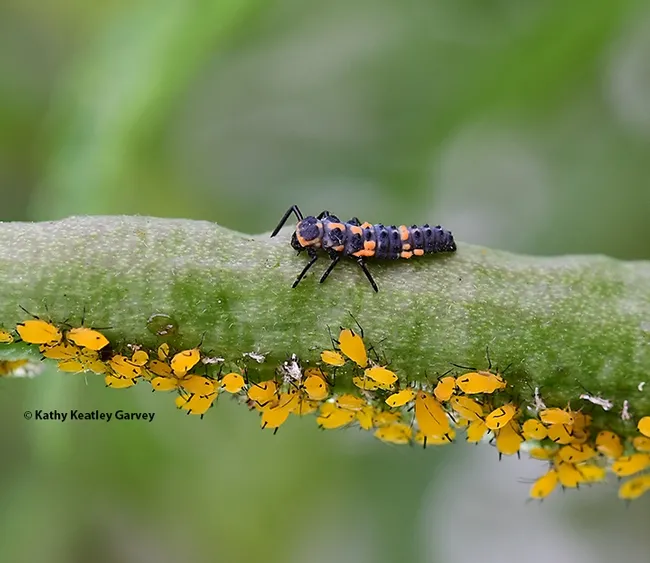 The larva of a lady beetle will also eat its share of aphids. (Photo by Kathy Keatley Garvey)