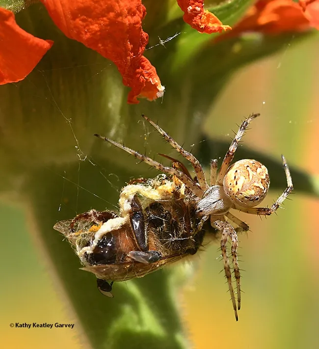 A spider executes Plan Bee. (Photo by Kathy Keatley Garvey)