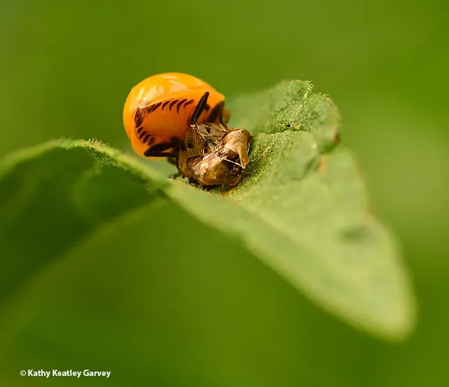 Welcome to the world! A lady beetle, aka ladybug, emerges from its pupal case. (Photo by Kathy Keatley Garvey)