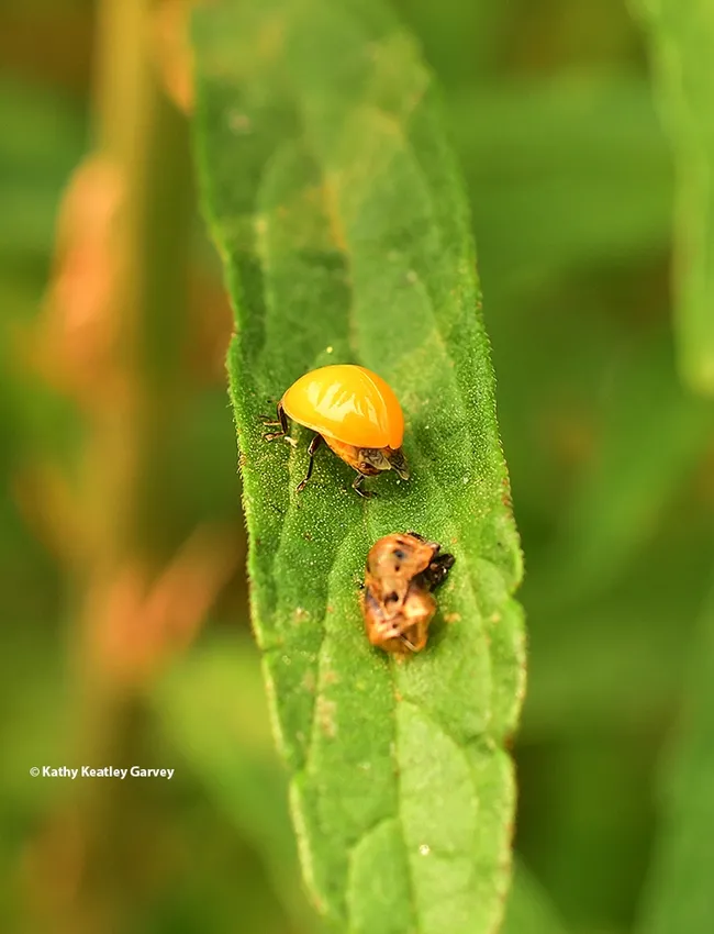The lady beetle, aka ladybug, heads up the leaf, leaving its pupal case behind. (Photo by Kathy Keatley Garvey)