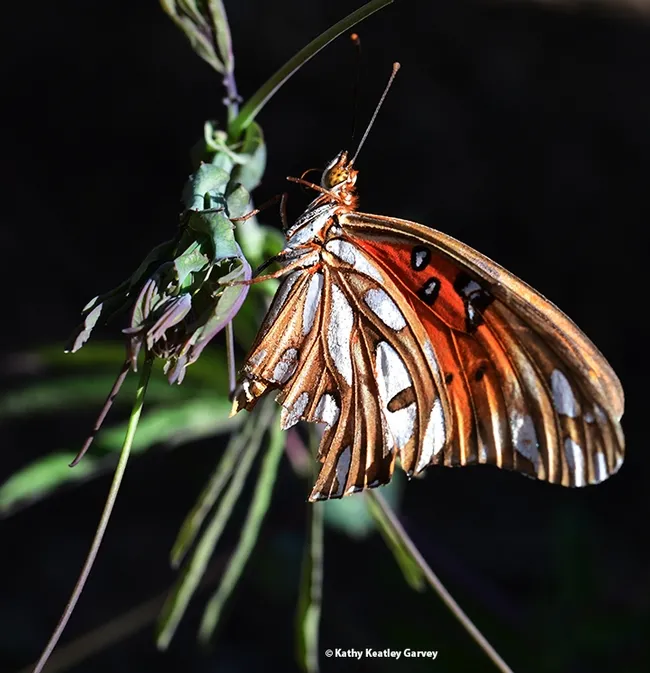 The Gulf Fritillary turns around. (Photo by Kathy Keatley Garvey)