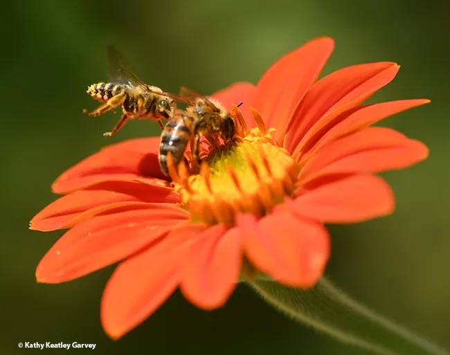 A male long-horned bee, Melissodes agilis, targets a honey bee nectaring on a Mexican sunflower, Tithonia rotundifola. This was shot with a shutter speed set at 1/5000 of a second. (Photo by Kathy Keatley Garvey)