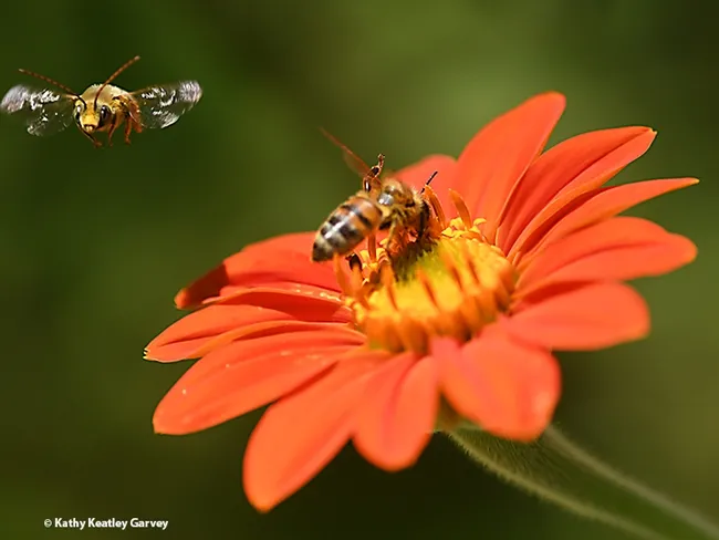 The honey bee lifts a foreleg in defense as the long-horned bee takes flight. Image shot at 1/5000 of a second. (Photo by Kathy Keatley Garvey)