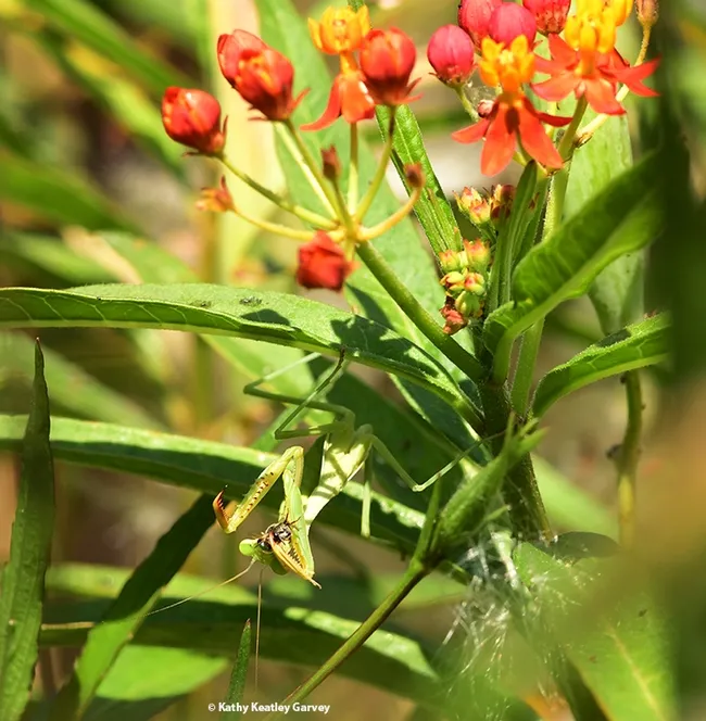"Walda" snares a bee, probably a leafcutter bee, in a patch of milkweed. (Photo by Kathy Keatley Garvey)