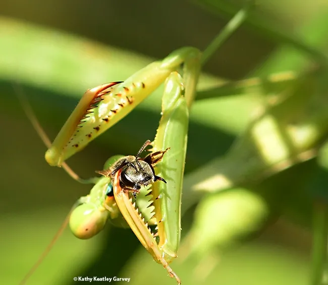 Bad day for a bee, good day for a hungry praying mantis named Walda. (Photo by Kathy Keatley Garvey)