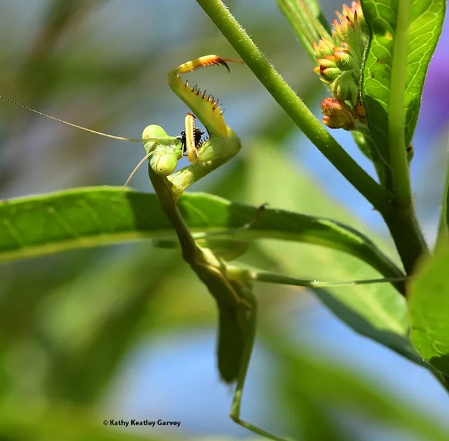 Walda, the praying mantis, finishes her meal. (Photo by Kathy Keatley Garvey)
