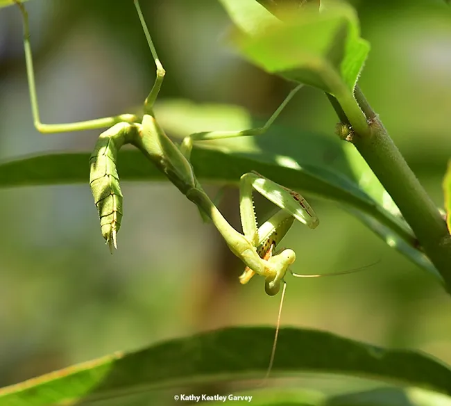 The meal is over for Walda, the praying mantis, and it's time to groom. (Photo by Kathy Keatley Garvey)