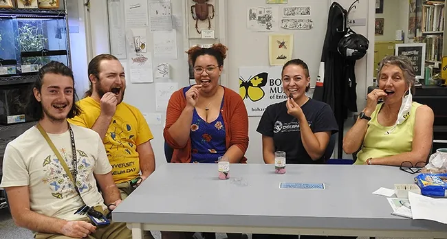Sampling a chocolate-covered cicada snack are (from left) Maxwell Arnold, Brennen Dyer, Iris Bright, Amberly Hackmann, and Lynn Kimsey, director of the Bohart Museum of Entomology and a UC Davis distinguished professor of entomology. (Photo by Kathy Keatley Garvey)