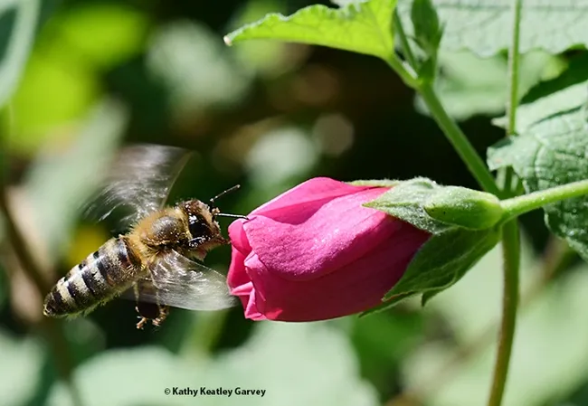 An energetic honey bee heads for a cape mallow (Anisodontea sp. "Strybing Beauty"), only to find it closed. (Photo by Kathy Keatley Garvey)