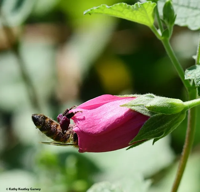 I'm going in! (Photo by Kathy Keatley Garvey)