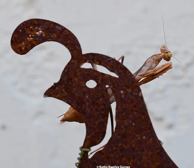 “Pardon me while I groom myself.” (Photo by Kathy Keatley Garvey)