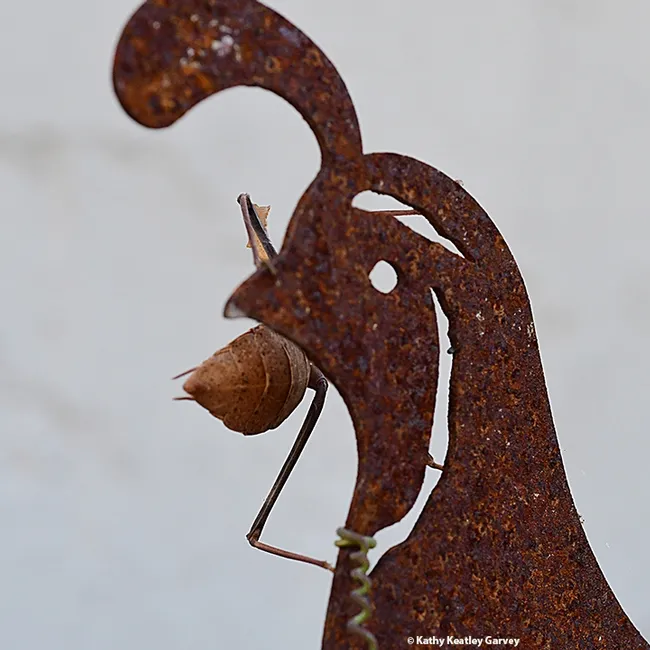 “We are one.” (Photo by Kathy Keatley Garvey)