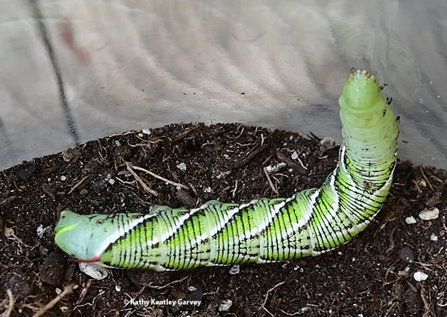 "Godzilla" roaming around her habitat. Tobacco hornworms (Manduca sexta) become Carolina sphinx moths, also known as hawkmoths or tobacco hawkmoths. (Photo by Kathy Keatley Garvey)